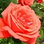 Image result for Hybrid Tea Rose Bush