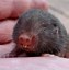 Image result for Baby Rat Teeth
