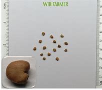 Image result for Psidium Guajava Seeds