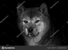 Image result for Old Shiba Inu