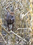 Image result for Buck On a Corn Pile