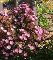 Delosperma Beaufort West-க்கான படிம முடிவு