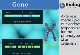 Image result for Gene Simple