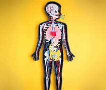 Image result for Human Body Graphic Design