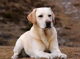 Image result for labradoresco