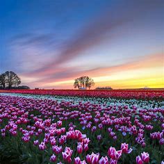 Colorful flowers field - Tulips wallpaper