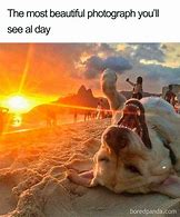 Image result for Cool Dog Meme