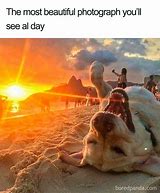 Image result for Good Luck Puppy Meme
