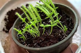 Image result for Dragon Fruit Plant Sprouts