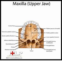 Image result for Upper Jawbone