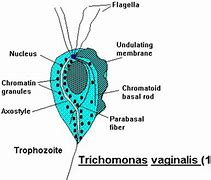 Image result for Trichomonas Under Microscope