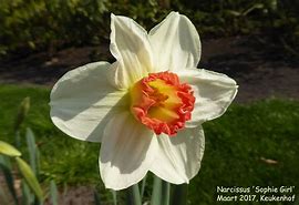 Image result for Narcissus Sophie Girl