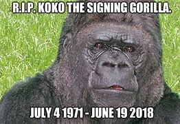 Image result for Koko's Meme
