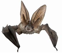 Image result for Fluffy Black Giant Bat Art