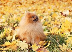 Image result for Pomeranian Stages