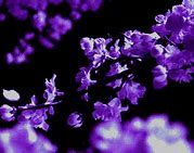 Image result for Purple Flowers iPhone 6 Cases