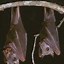 Image result for Fruit Bat Head