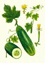 Image result for cucumis_sativus