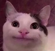 Image result for Awkward Cat Smiling Meme