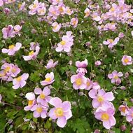 Image result for Anemone hupehensis Little Princess