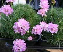 Image result for Armeria juniperifolia Beavans var