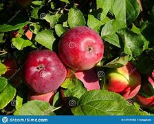 Image result for Branch of an Apple Tree Full of Apple's