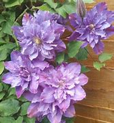 Image result for Clematis Vyvyan Pennell