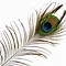 Image result for Bird Feather Background