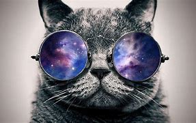 Image result for Cat Profile with Sunglasses