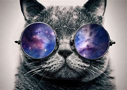 Image result for Swag Cat with Glasses