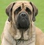 Image result for English Mastiff