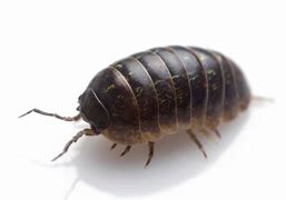 Image result for Isopod PNG