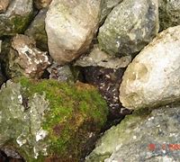 Image result for Small Moss Rock