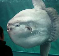 Image result for Aquarium in Tokyo