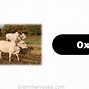 Image result for Animals with Letter O
