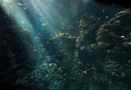 Image result for Underwater Wallpaper 4K Desktop Realistic