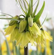 Image result for Fritillaria imperialis Early Sensation