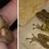 Image result for Types of Tree Frogs