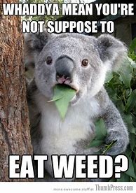 Image result for Koala Bear Meme