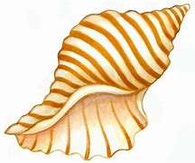 Image result for Clip Art Coquillage
