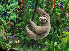 Image result for Bing Sloth Computer Wallpaper