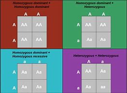Image result for Heterozygous and Homozygous Chart
