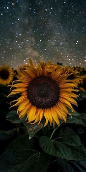 Image result for Sunflower Lock Screen