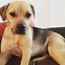 Image result for Beagle and Pitbull Mix