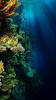 Image result for Underwater Scenes Wallpaper