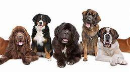 Image result for 15 Biggest Dogs in the World