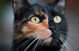 Image result for Chimera Cat