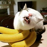 Image result for Happy Banana Meme