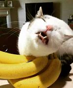 Image result for Banana Cat PFP