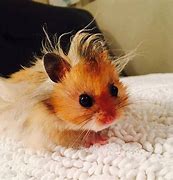 Image result for A Baby Hamster